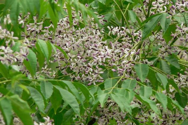 Melia azedarach seed Chinaberry  Persian Lilac Tree Seeds